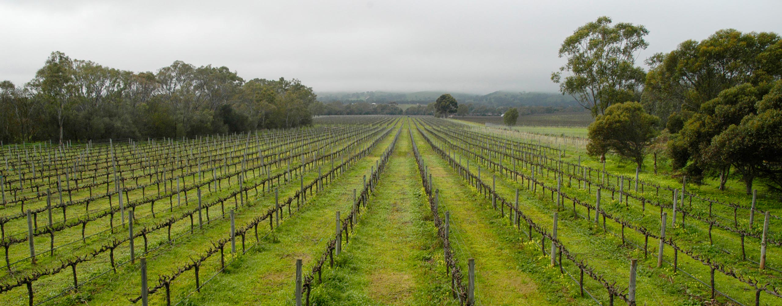 Walker's Run Wines vineyard