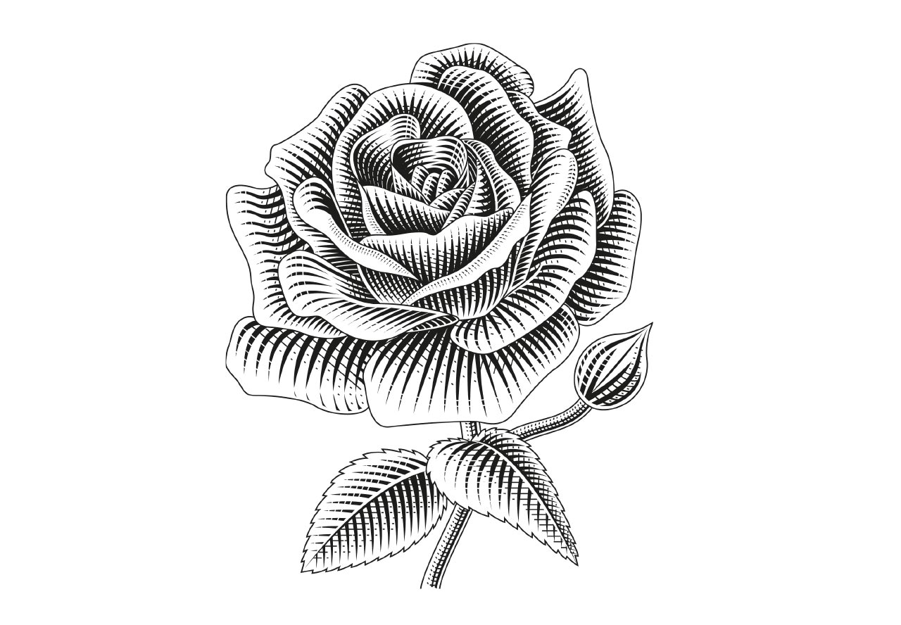 Black & white rose