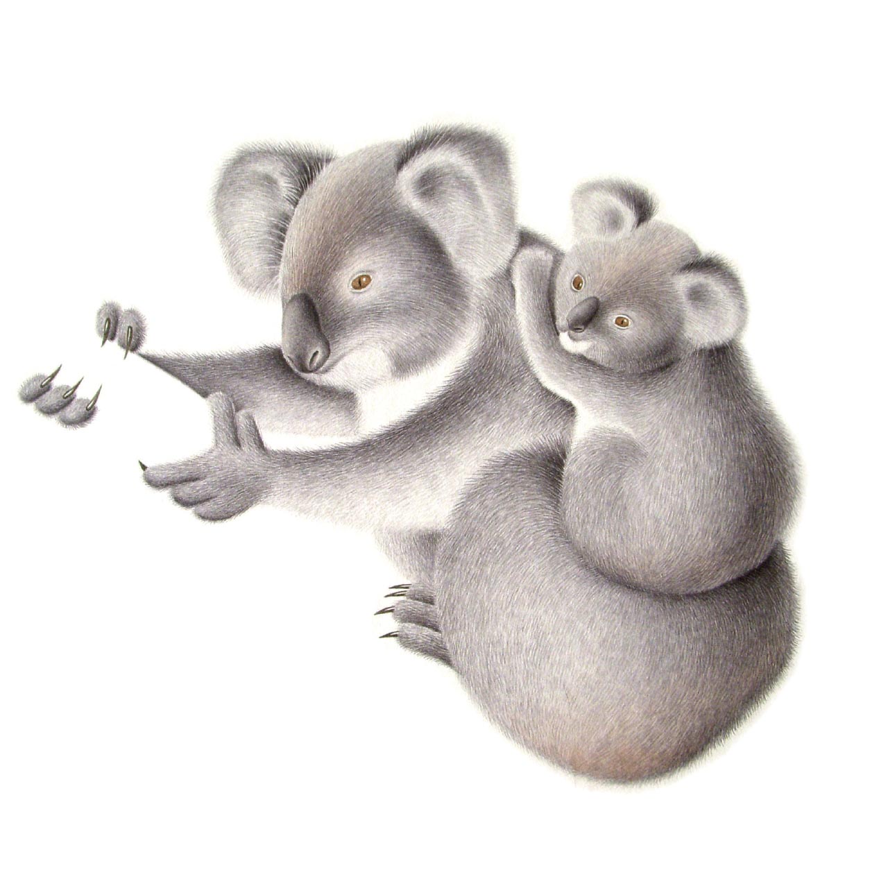 Fauna koala and joey