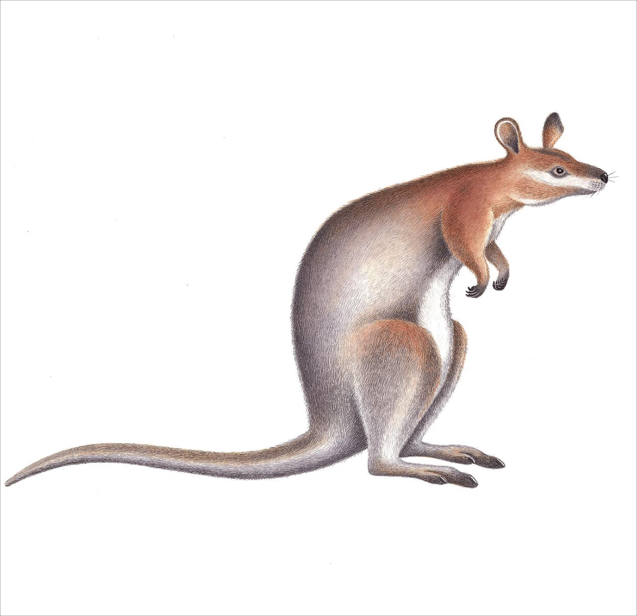 Tapanappa red-necked wallaby