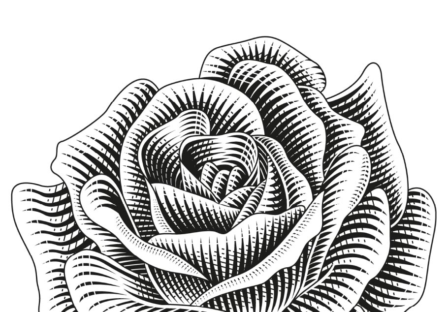Black and white rose illustration